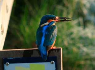 Expositie filmzaal mei augustus september december macrofotografie door Ko van Vuure natuurfoto s van Egbert Pullen Soorten onder de aandacht