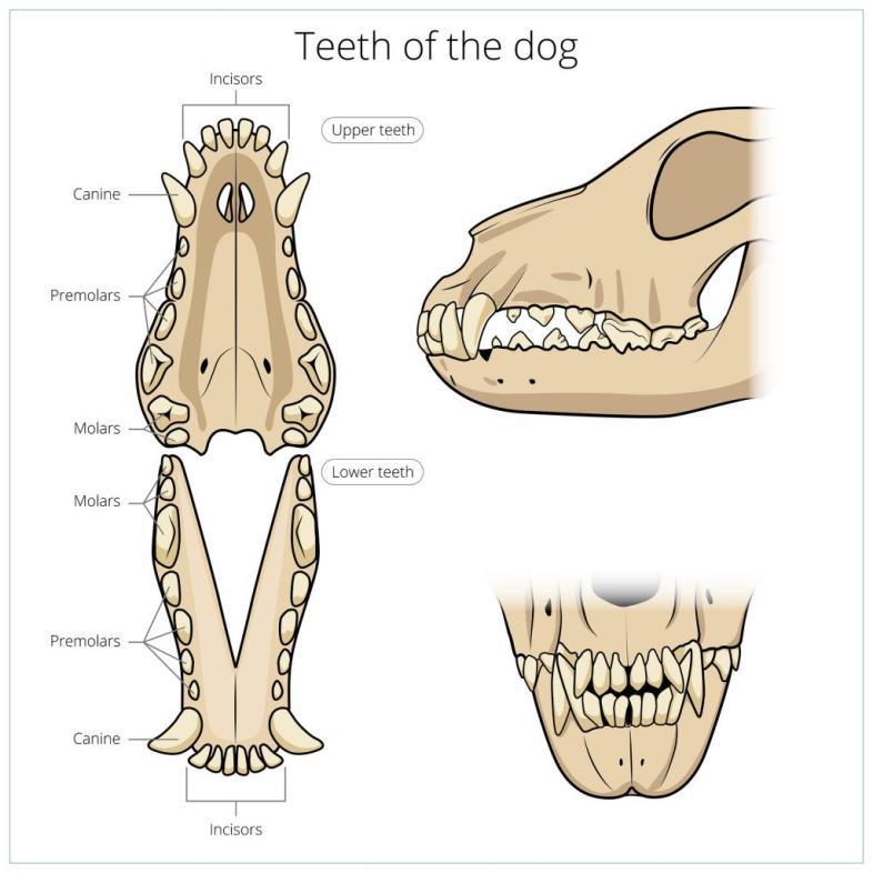 B 4.5 Het gebit van de hond hoektand snijtanden Bovenkaak premolaren