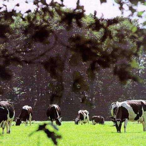 7 Graskwaliteit door het jaar Verloop