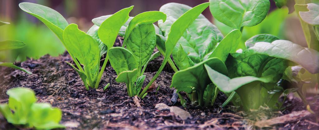 LOGBOEK (VERVOLG) WEEK: Houd per week bij wat je gedaan hebt in de moestuin. Zoals zaaien, water geven, onkruid verwijderen, mest geven, de grond omspitten, enzovoort.