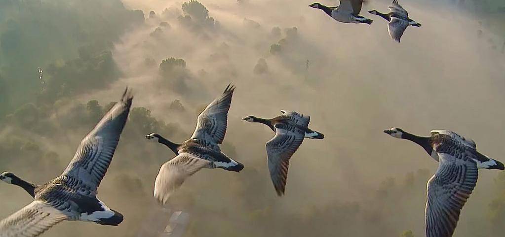 Van enkele vogelsoorten is het bekend dat zij navigeren met behulp van het aardmagnetisch veld. Een ompoling van het veld kan voor deze soorten destructief zijn.