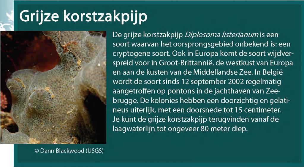 Eerste waarneming in België De grijze korstzakpijp werd in België voor het eerst op 12 september 2002 waargenomen in de jachthaven van Zeebrugge [3].