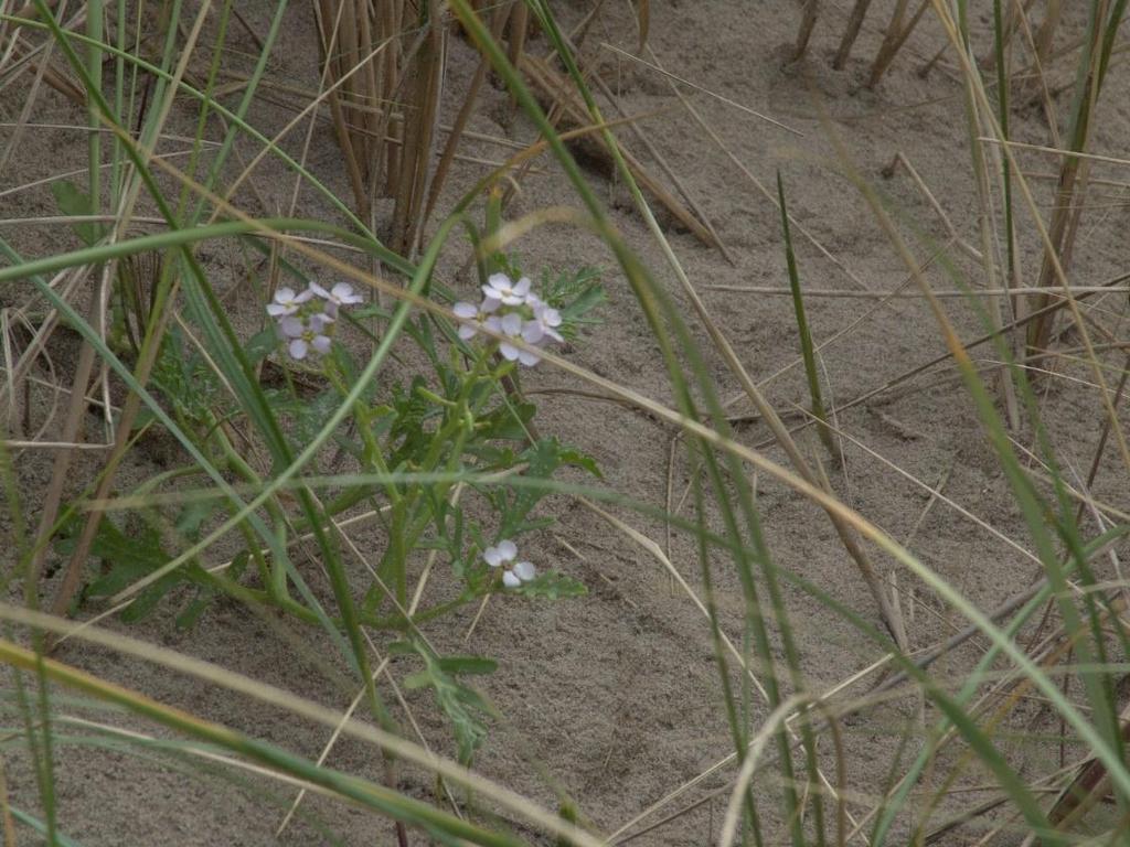 Bijzonder was de vondst in 2013 van enkele planten van de zeevenkel aan de bovenzijde van de steile helling aan de loefzijde.