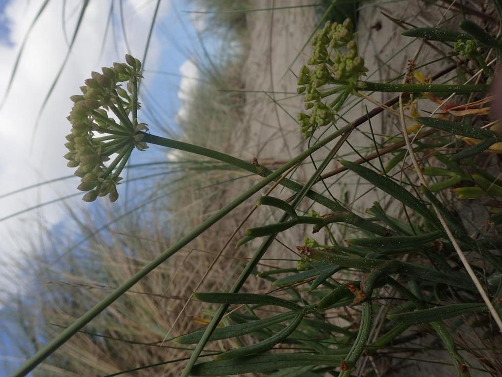 Flora in 2015 en 2017 Kaarten 2a en 2b op de volgende bladzijden tonen de resultaten van de florakartering uit 2015 en 2017.