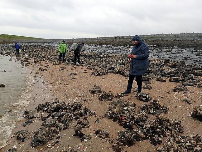 bruine strook met Kleine zeeeik. Aan de onderzijde van de dijk en in de poelen groeien veel oesters.