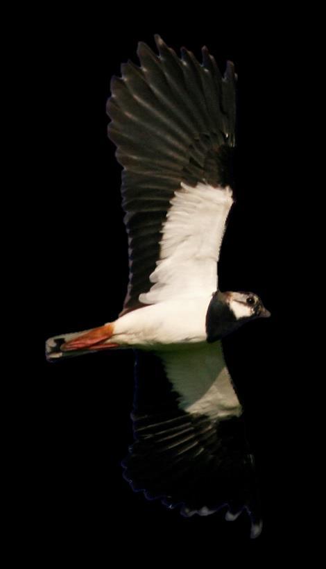 Het weer in kenmerkte zich vooral door extremen die van invloed zijn geweest op de broedresultaten van de weidevogels. Op 28 februari kwam het kwik overdag niet hoger dan -4,5 graden.