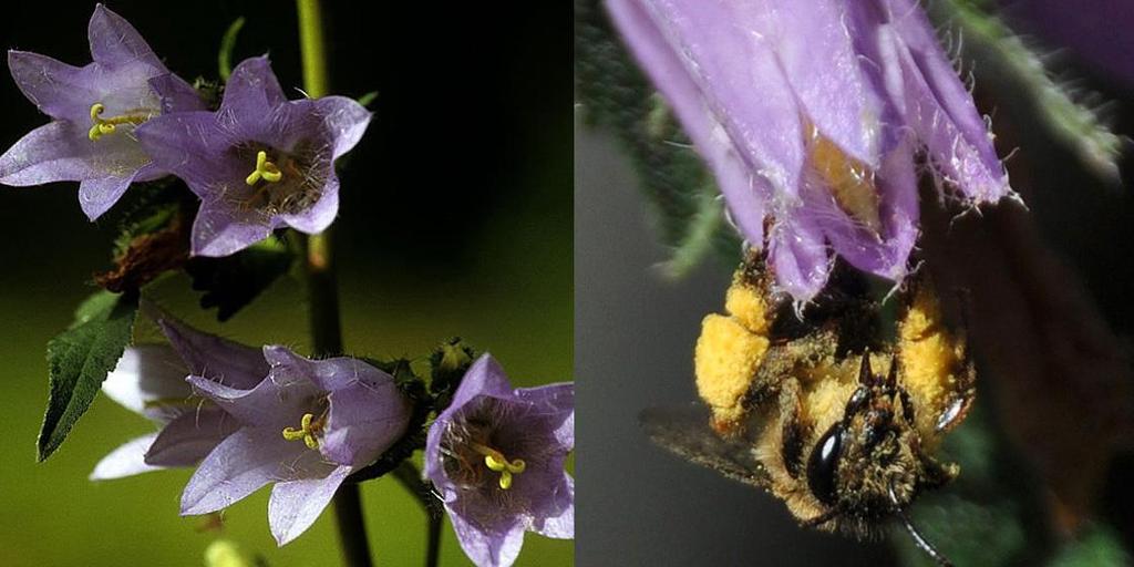 Klokjesdikpoot en klokjesbijen zijn afhankelijk van campanula soorten.