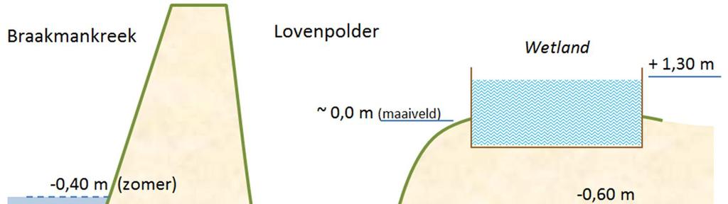 Figuur 3.3 : Dwarsprofiel met grond- en oppervlaktewaterstanden rond de wetlandlocatie 3.