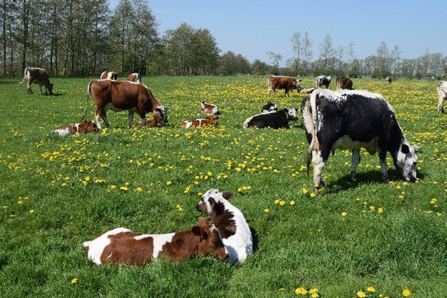 1 Introductie Hoofdstuk 1 geeft een beschrijving van de achtergrond en het doel van het onderzoek, de gevolgde werkwijze en het beschikbare materiaal op basis waarvan het onderzoek is uitgevoerd. 1.1 Achtergrond en doel De veestapel van familie van der Veen bestaat uit ongeveer 40 runderen met de witrik aftekening.