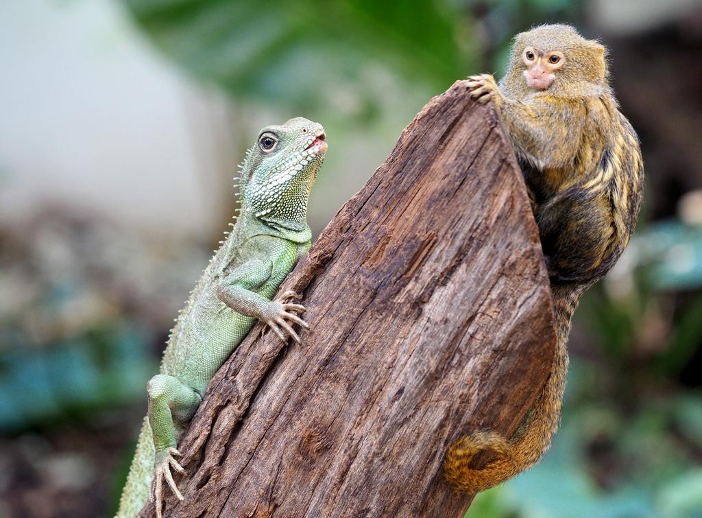 5. Homoloog Apenhuis 6 Zoek in het Apenhuis naar twee dieren waarvan de voorpoten homologe organen