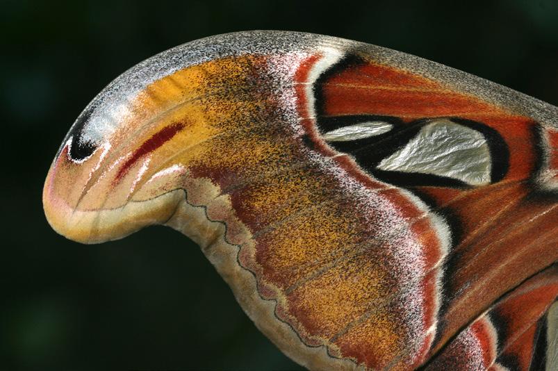 6. Analoog Insectarium 7 De vleugels van een vlinder en die van een vogel dienen beide om