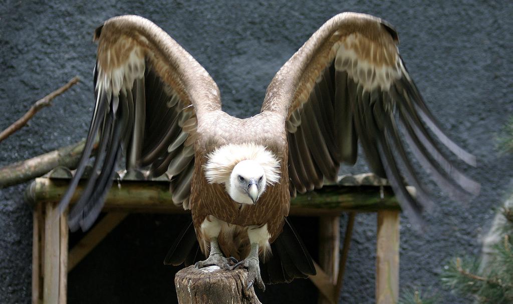 Vale gieren (Gyps fulvus) Gierenvolière 2 De vale gier leeft in droge, bergachtige gebieden in Zuid-Europa en Noord-Afrika. De gier is een aaseter en leeft van de karkassen van grotere zoogdieren.