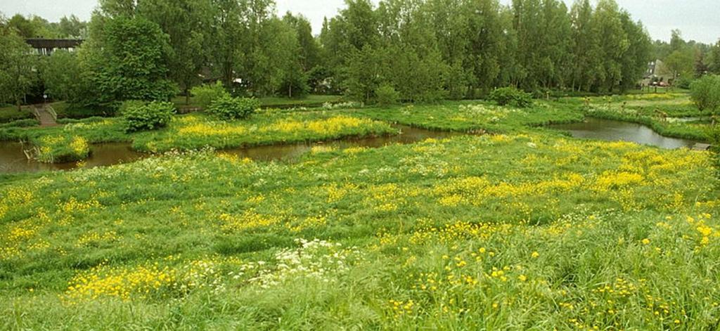 Voedsel: bloeiend grasland Op voedselrijke bodems levert ecologisch beheer vaak niet meer op dan