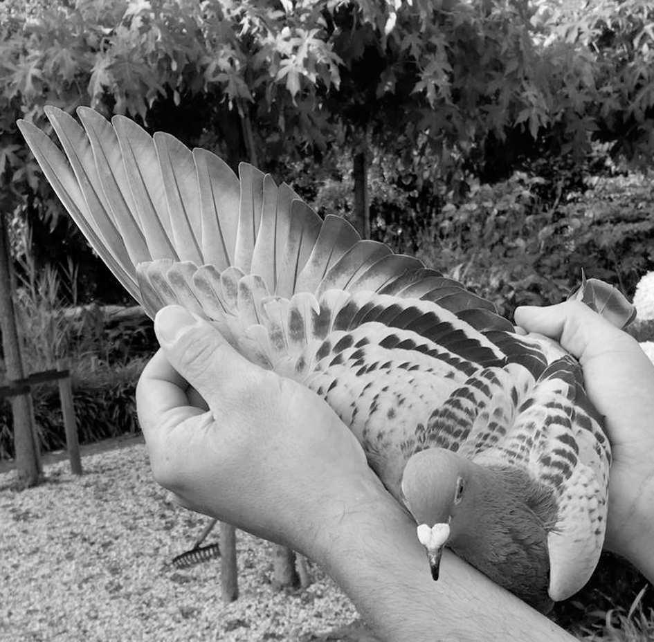 verschillende gewone prijzen gewonnen. Op een africhtingsvluchten van Hank was ze twee keer de eerste prijzen. Het seizoen Jurrian heeft de duiven in januari gekoppeld.