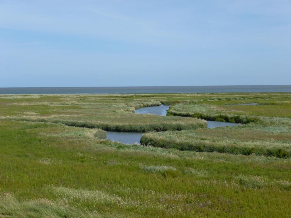 voldaan neer op een van de mooiste stranden van de wereld. En we hebben de tijd, want de boot gaat pas om 21.00 uur. Heerlijk zo n dagje Texel! Langs de Waddendijk liggen de schorren.