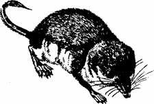 soort januari februari maart april Bosmuis 3 3 Bruine rat 1 1 2 1 1 17 23 Dwergvleermuis spec.