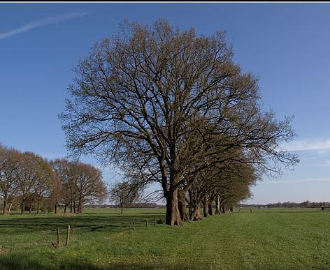BEPLANTINGSLIJST aantal latijnse naam nederlandse naam maat Bomen 11 Quercus robur zomereik prijs 3190,00 euro 20-25 drkl 290,00 euro pst