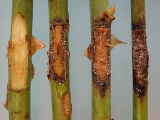 1.1.3 Biotoets met rozenhout Er zijn twee biotoetsen op snijrozen uitgevoerd om het effect van gewasbeschermingsmiddelen te testen.