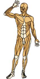 7 3 Drie soorten spieren In je lichaam vinden we drie soorten spieren. Geef enkele voorbeelden.