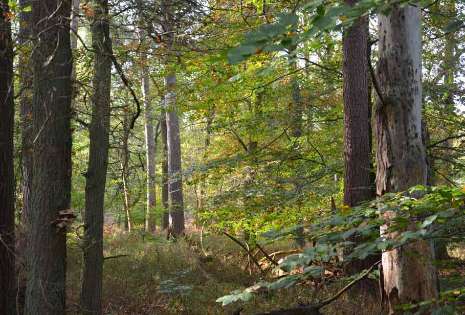 We zouden het ooit nog wel eens een keer gaan omvormen tot nuttig bos. Het leverde als gevolg van stormen weliswaar geregeld goed verkoopbaar dik hout op, maar het oogde toch niet als bruikbaar bos.