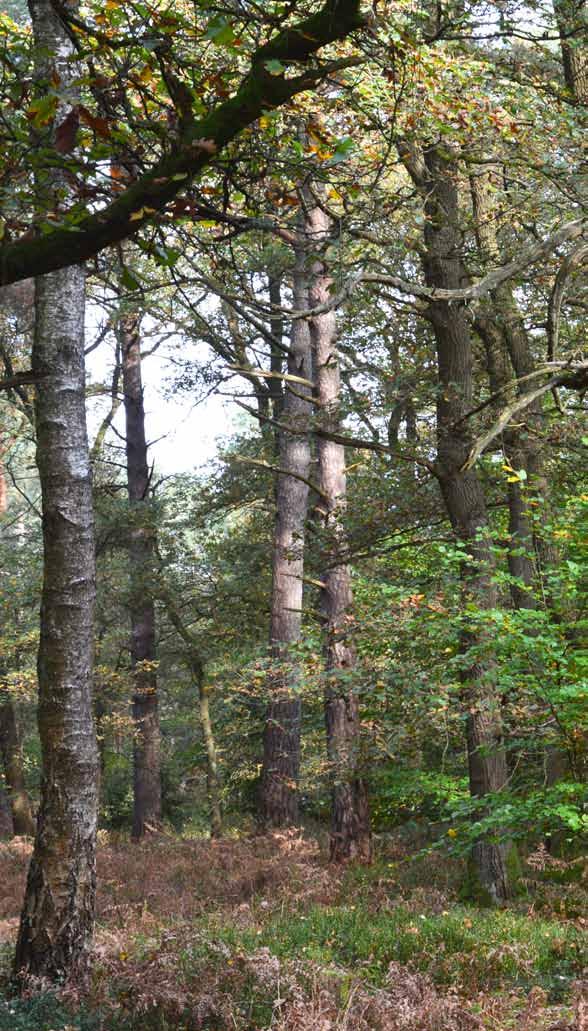 voor de recreant ook voordelen. In de doorgroeizones kunnen hogere wildstanden worden aangehouden dan momenteel gemiddeld over het hele bosareaal gebruikelijk is.