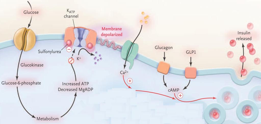 HNF1a diabetes (MODY-3) monogene diabetes: heterozygote mutatie HNF1a gen