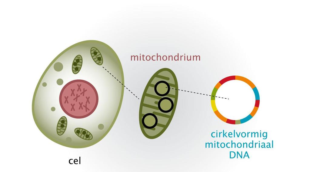 mitochondriale diabetes enkel overerving via moeder variabel ziektebeeld, afh.