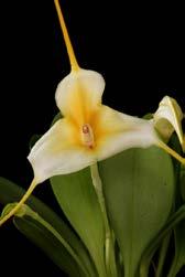 lezing geven over Orchideeën van Peru, Verslag bijeenkomst 14 juni 2017 Op deze