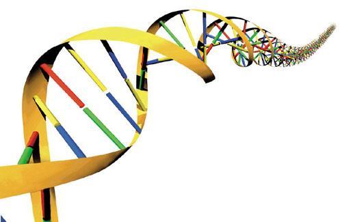 In elke cel van elke mens zit het volledige genoom, dwz. de unieke genetische code voor het ontstaan en ontwikkeling. Deze unieke informatieketen noemt met ook het DNA.