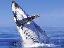 8 spuit de walvis de vochtige lucht in een fontein naar buiten. Met zijn longen zuigt de walvis daarna weer verse lucht naar binnen.