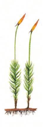 1 Engels raaigras is een zaadplant / sporenplant.