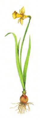 3 Dubbelloof is een zaadplant / sporenplant.