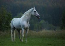 BASISSTOF 1 SAMENHANG leefwereld MUILDIEREN Paarden en ezels lijken erg op elkaar. Een paard en een ezel kunnen samen jongen krijgen. Deze jongen heten muildieren.