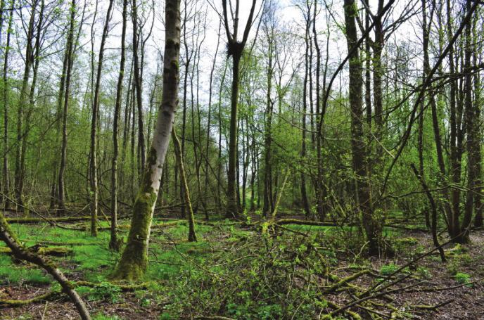 In beide terreinen is sprake van een grote dichtheid aan huisjes en vooral in de omgeving van Flevonatuur wordt veel gewandeld. Tabel 1.