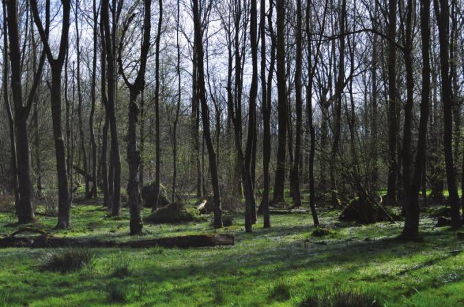 02 Kruiden- en faunarijk grasland 3,7 N14.03 Haagbeuken- en essenbos 342,3 N16.02 Vochtig bos met productie 433,8 N17.03 Park- en stinzenbos 3,0 N99.