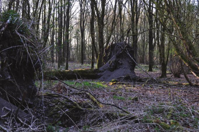 Broedvogels van het Hulkesteinse Bos in 2013 soort(groep) konden worden gebracht waren in het algemeen klein (tot muisgrootte).