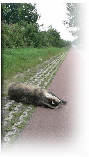 Mortaliteitsonderzoek Voor dode en hulpbehoevende dassen is de Dassenwerkgroep Brabant 24 uur per dag en 7 dagen per week bereikbaar op telefoonnummer 06-48279968.