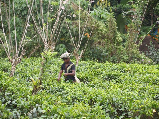 Dag 5 19/2 Kandy In de ochtend maken we een wandeling over de theeplantage met uitleg van de gids over thee en kruiden als kaneel, nootmuskaat,.