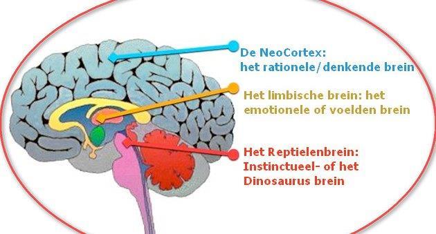Tweede brein Ook wel limbische brein genoemd of zoogdierenbrein Verzorgen,