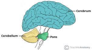 Cerebellum Onderdeel van eerste brein.