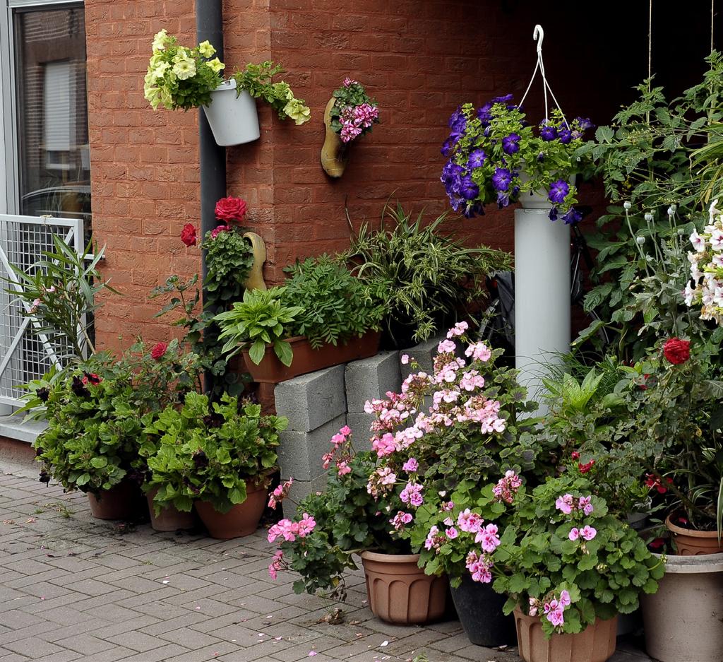 Straatgeveltuin onderhouden Ik ga het me toch niet beklagen? Een straatgeveltuin onderhouden is heel simpel en vraagt niet veel tijd!