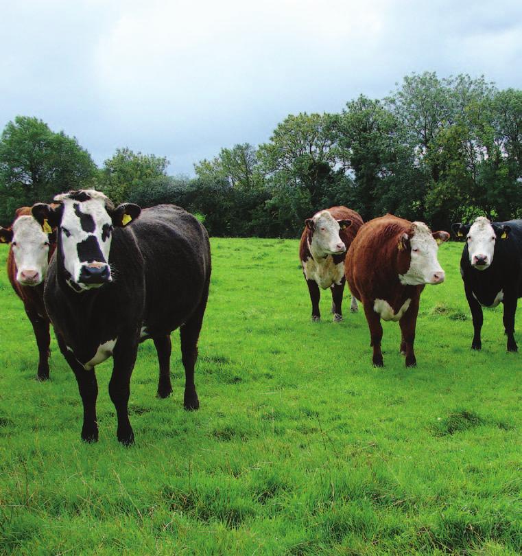 Ons Glenslieve Hereford-vlees wordt uitsluitend van een kleine groep, door Foyle goedgekeurde boerderijen, in het Noordwesten van Ierland afgenomen.