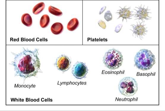 Bloed Brein Rode bloedcellen