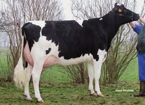 uier en 101 benen. Bodyguarddochters kunnen het best omschreven worden als middelgrote koeien die gedurende de lactatie prima uitgroeien.