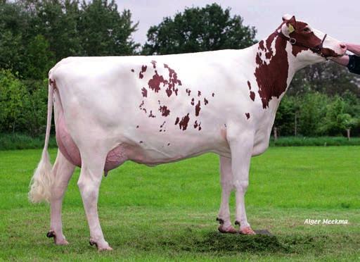 Op productievlak moet Youri het hebben van zijn hoge gehaltenvererving, met -538 kg is zijn melkvererving ondergemiddeld maar in combinatie met +0.55% vet en +0.