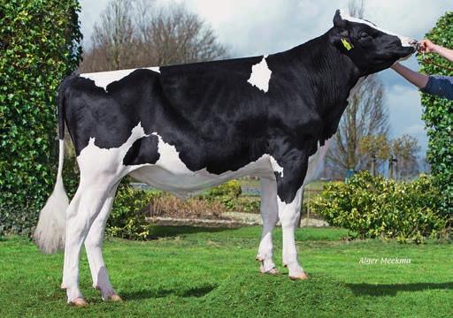 KIK BLIND DATE (Actiestier juni 2016) (Meteor x Jeeves x Shottle) bovengemiddeld breed. Met het inzetten van KIK Blind Date ligt er een mooie toekomst in het verschiet op het gebied van fokkerij!