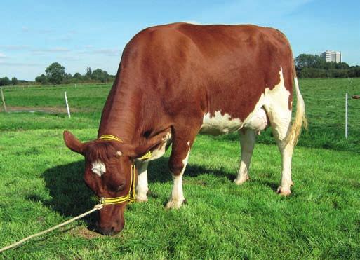 KIK Bookmaker zelf is een stier die veel overeenkomsten vertoont met zijn moeder. Veel lengte een open rib en hardheid in de bovenbouw geven dit prima weer.