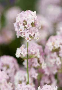 40 cm Lavandula stoechas Anouk Dark Purple.