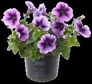 Mini petunia MiniFamous b f / g i