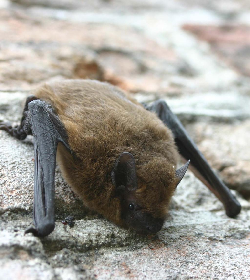 12 Wildkelder De deur in de steile wand geeft toegang tot een kleine donkere